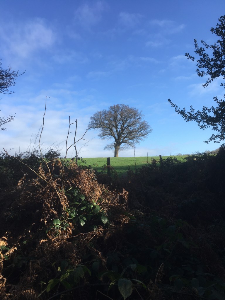 A photo of a bare oak tree on a ridge in a green meadow against a blue sky