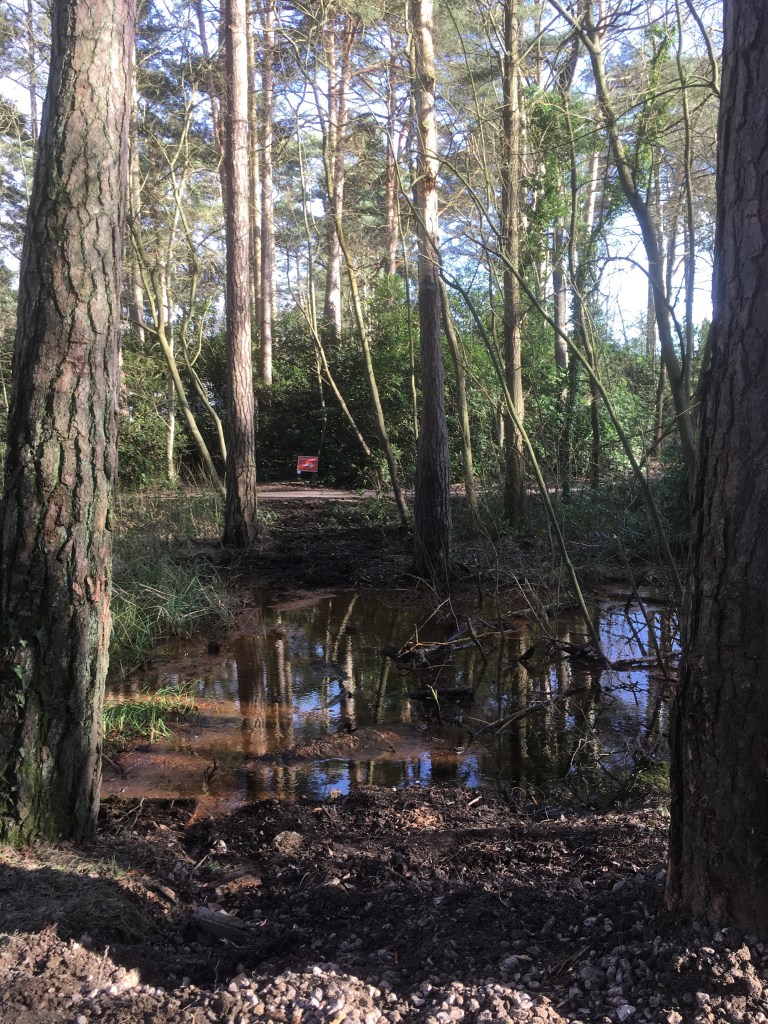 A photo of a wetland big surrounded by trees with the remnants of building work and bridge foundations