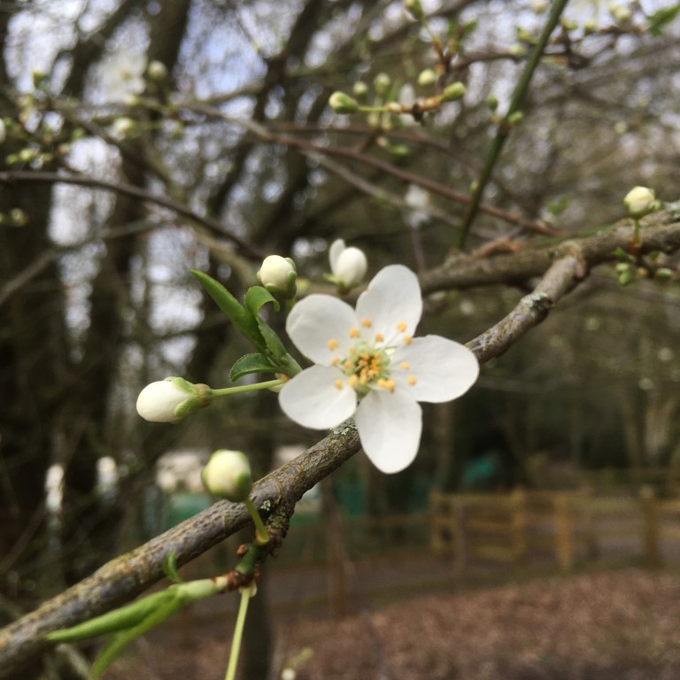 A photo of white blossom on a tree