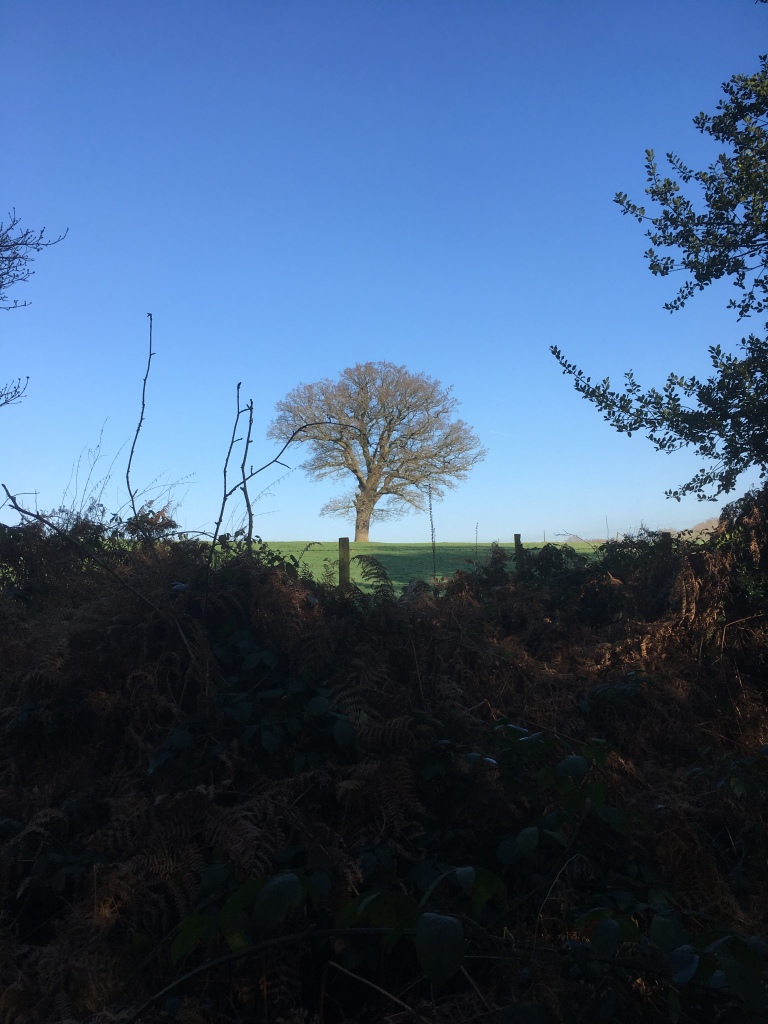 A photo of a bare oak tree on a ridge in a green meadow against a clear blue sky