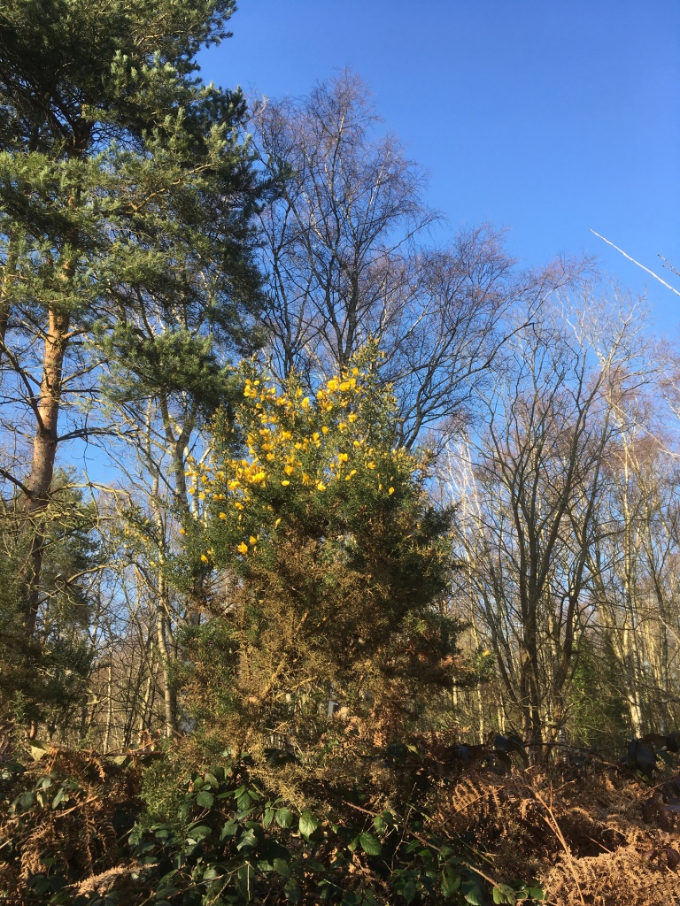 A photo of bare woods and gorse bushes brightly lit by sunshine under a blue sky