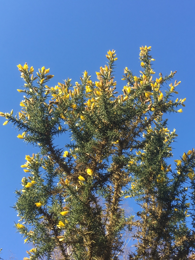 A photo of yellow flowering gorse against a clear blue sky