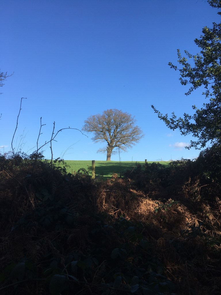A photo of a bare oak tree on a ridge in a green meadow against a clear blue sky.