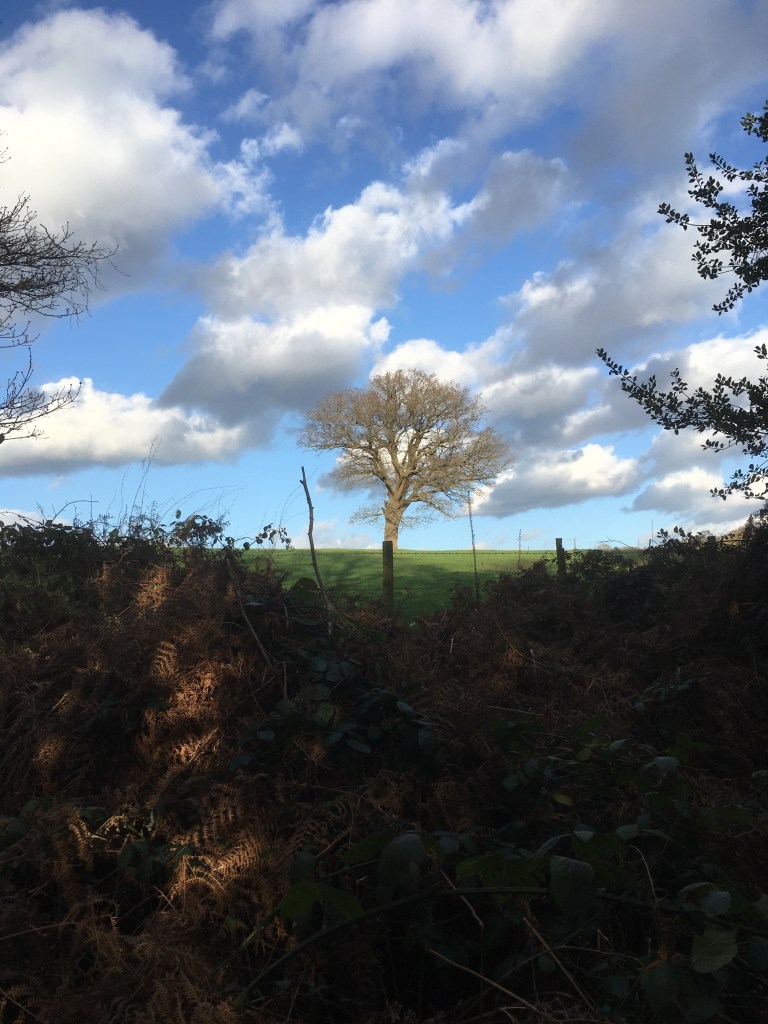 A photo of a bare oak tree on a ridge in a green meadow against a blue sky dotted with stratocumulus cloud.