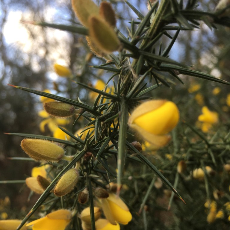 A close up photo of the yellow flowers and spikes of a gorse bush