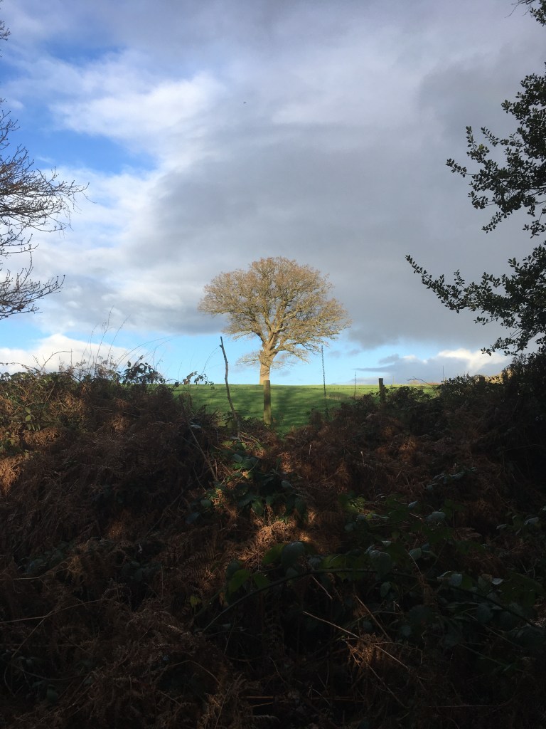 A photo of a bare oak tree on a ridge in a green meadow against a cloudy sky
