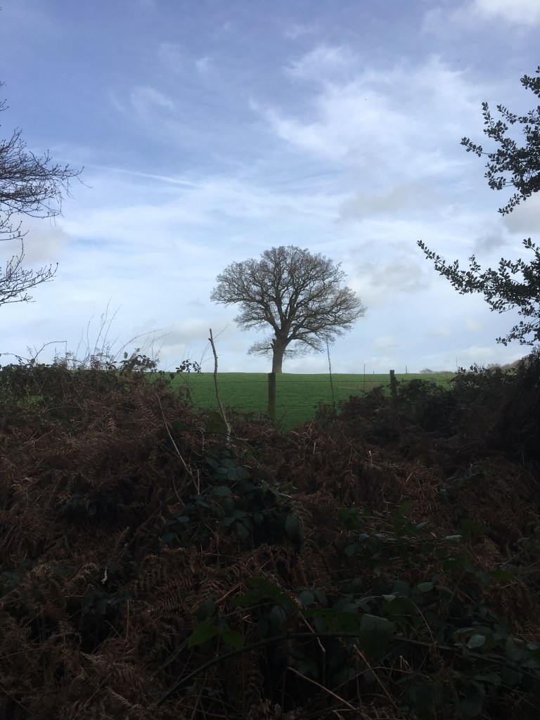 A photo of a bare oak tree on a ridge in a green meadow against wispy clouds in a blue sky