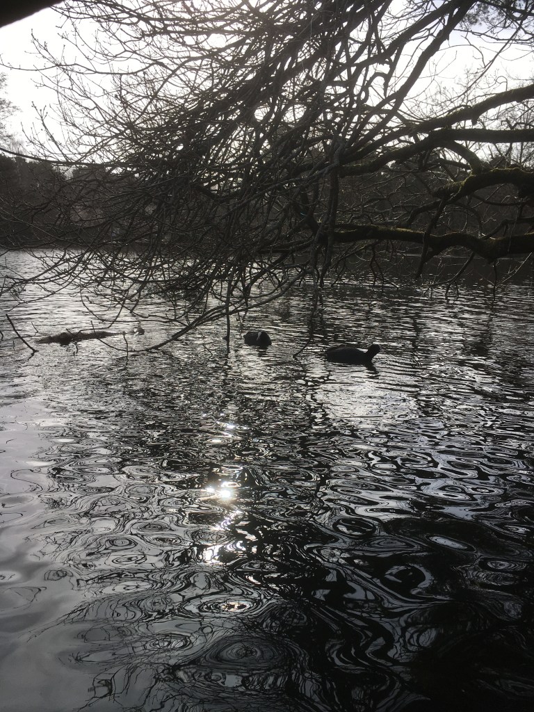 Coots and ripples on the surface of a lake under an overhanging tree.