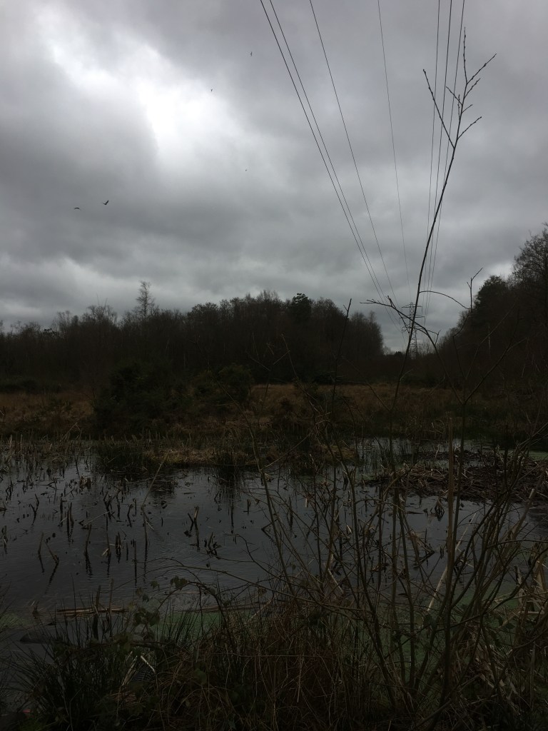 A wetland nature reserve under a heavily clouded sky.