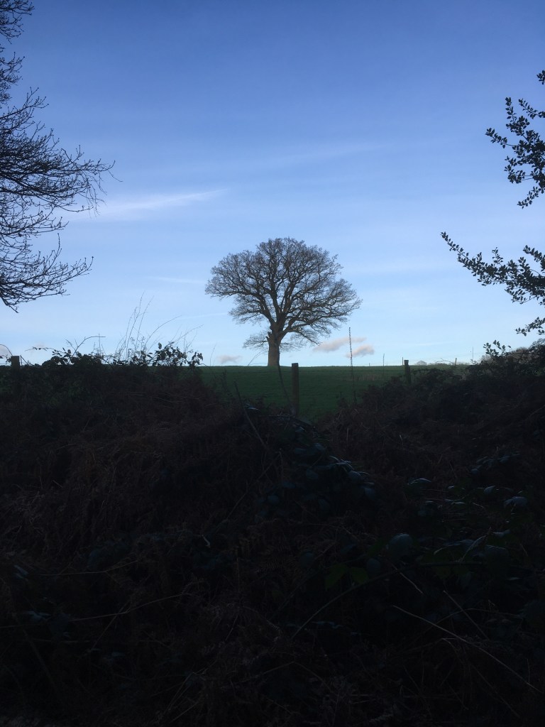 A photo of a tree on a ridge in a green meadow against a blue sky