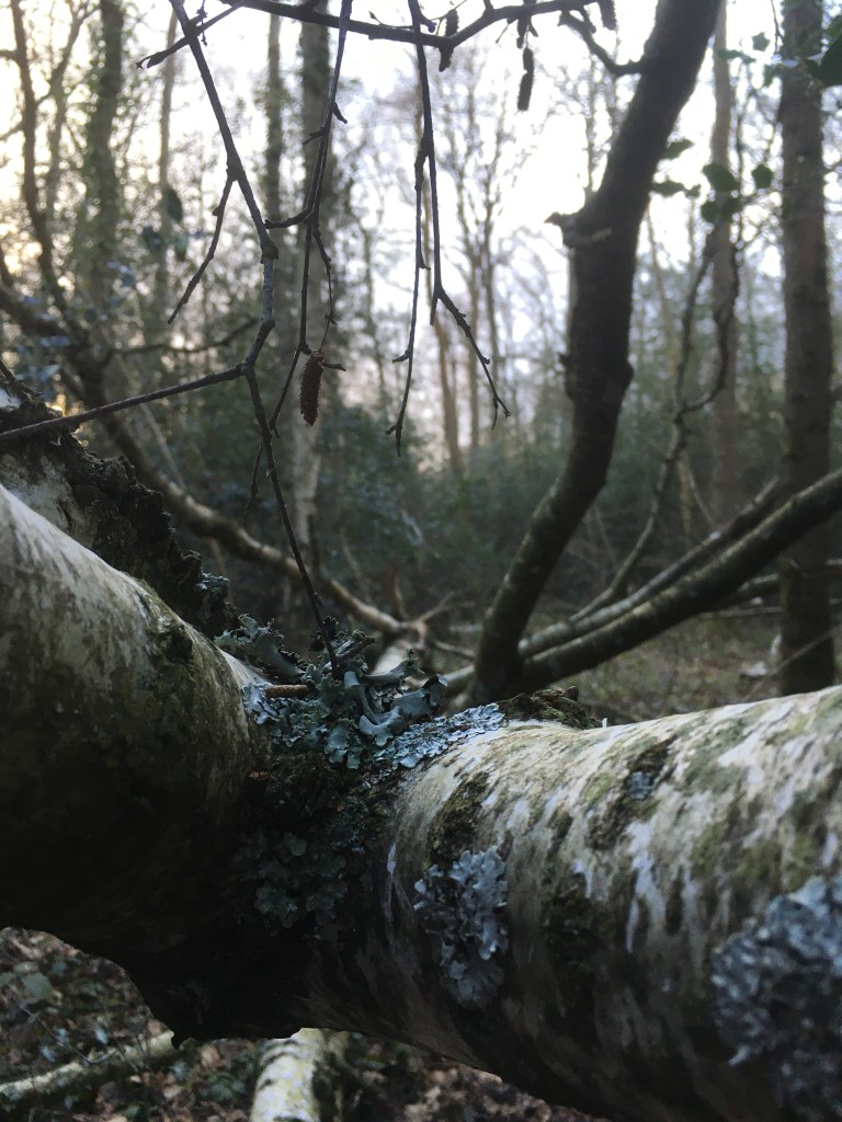 A photo of a silver birch tree fallen across a path in woodland 