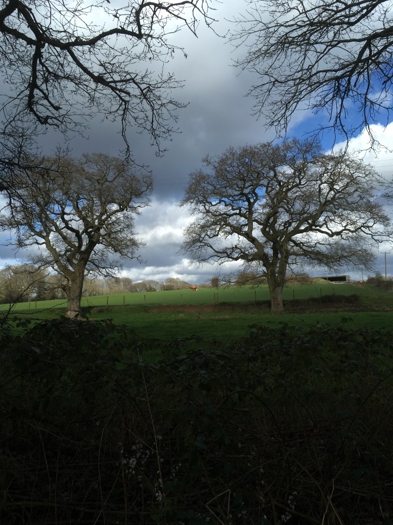 A view over bare trees and farm fields where a large bull stands on a ridge