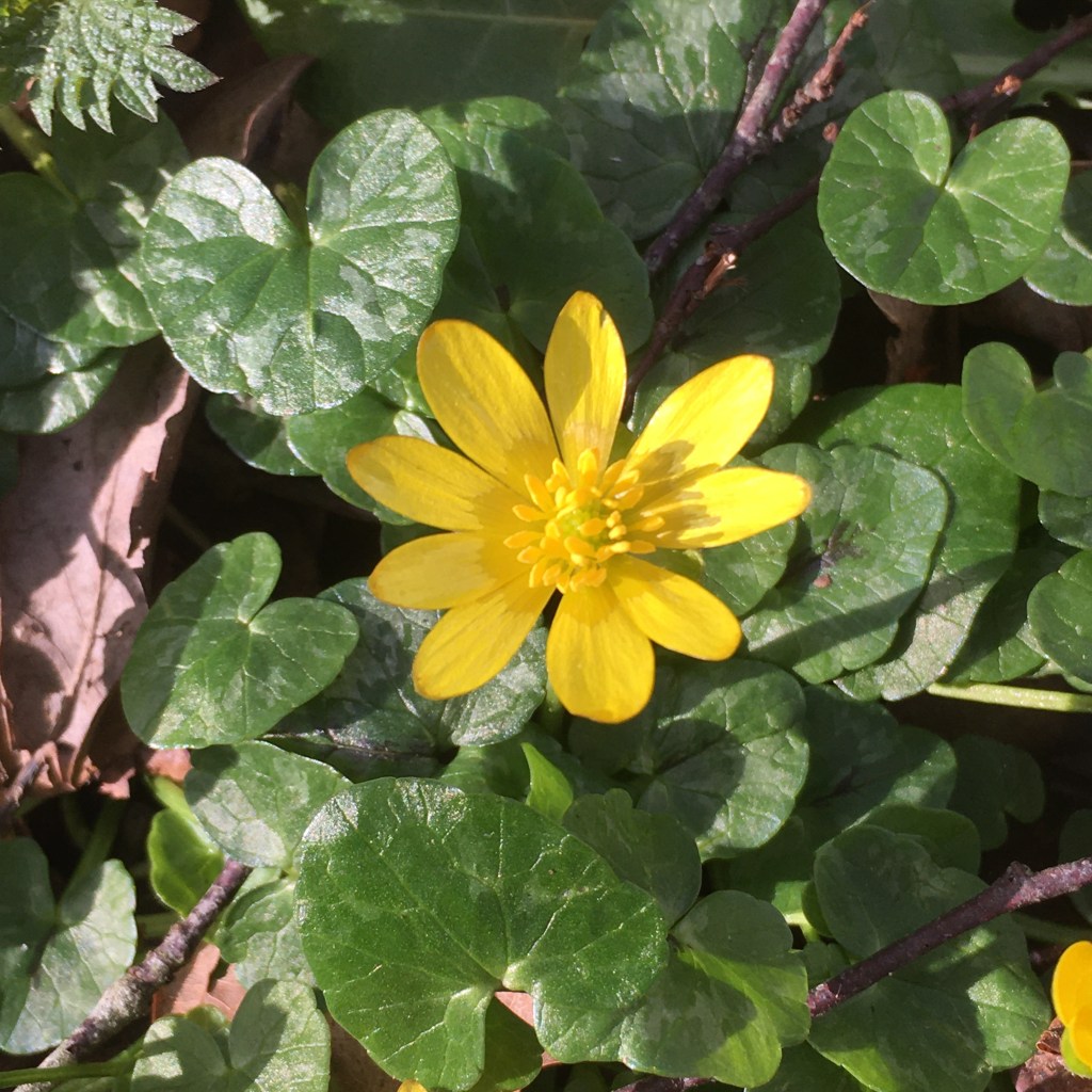 A yellow flower nestles amongst emerald green leaves