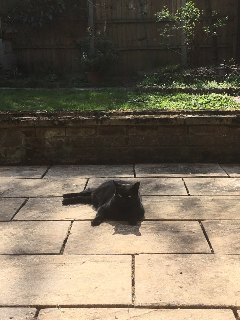 A photo of a cat sunbathing on a patio.