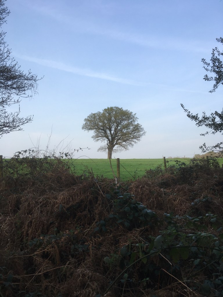 A photo of a tree on a ridge in a green meadow against a blue sky with wispy clouds