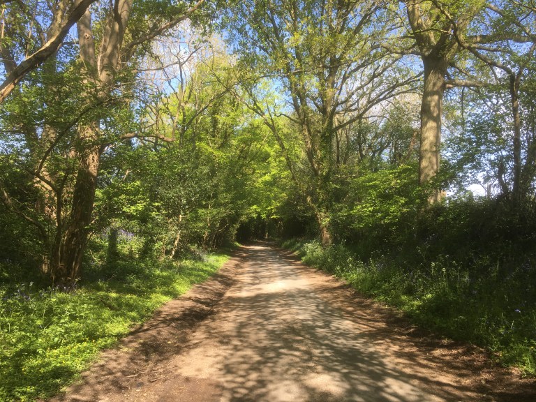 A photo of an empty lane verged by trees and hedgerows