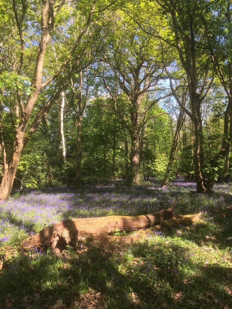 A photo of a fallen tree surrounded by bluebells in a woodland glade