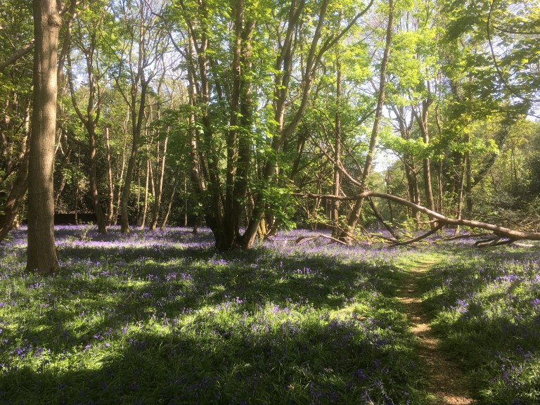 A photo of a path leading through a woodland glade filled with bluebells
