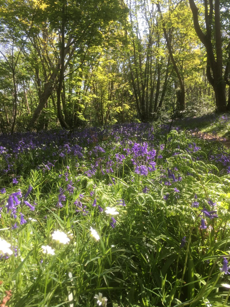 A photo of bluebells and other wildflowers