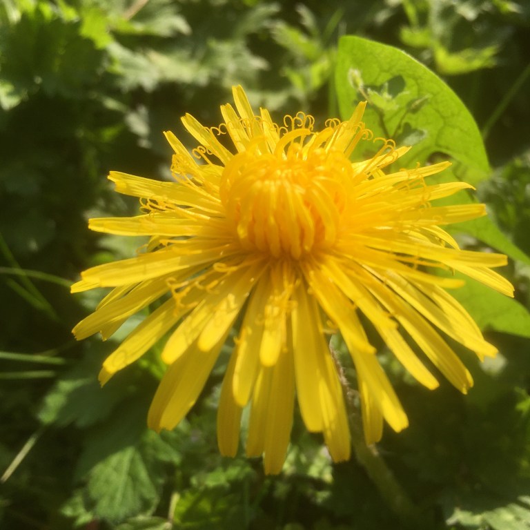 A close up photo of a yellow dandelion 