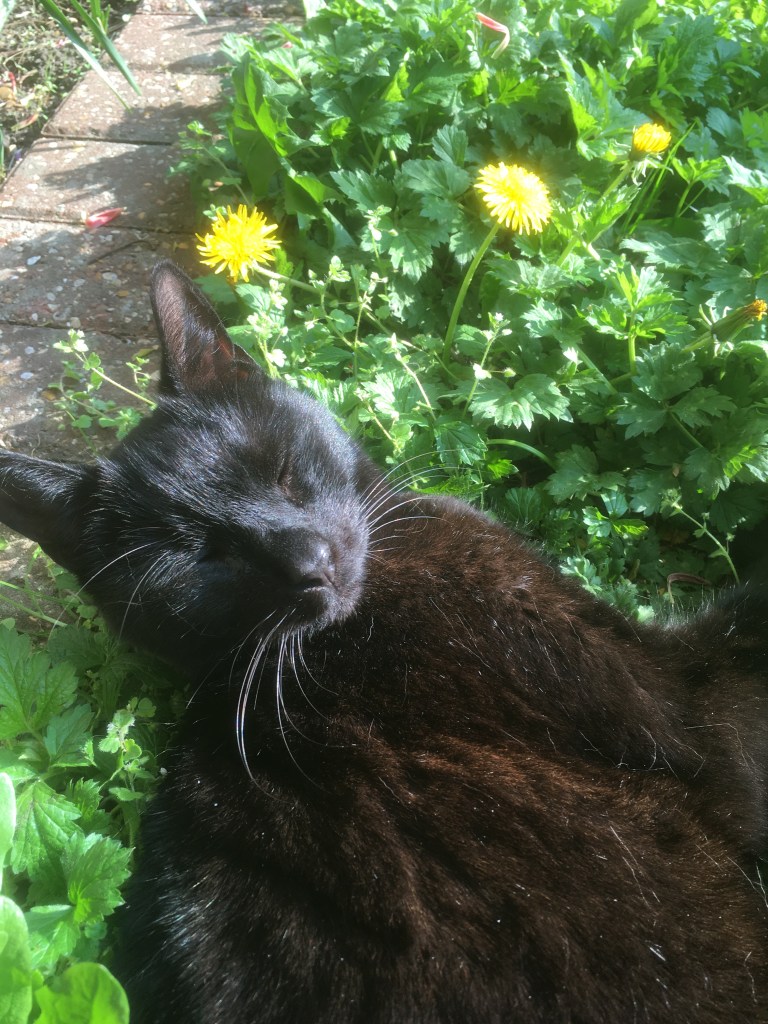 A photo of a black cat lying amongst dandelions with its eyes closed