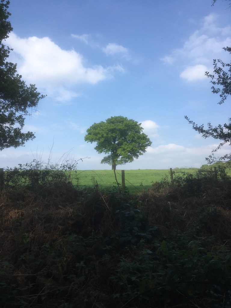 A photo of a leafy oak tree on a ridge in a green meadow against a blue sky dotted with white clouds.