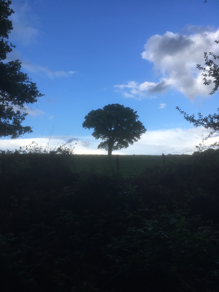 A photo of a leafy oak tree on a ridge in a. Green meadow against a blue sky dotted with fluffy white/grey clouds