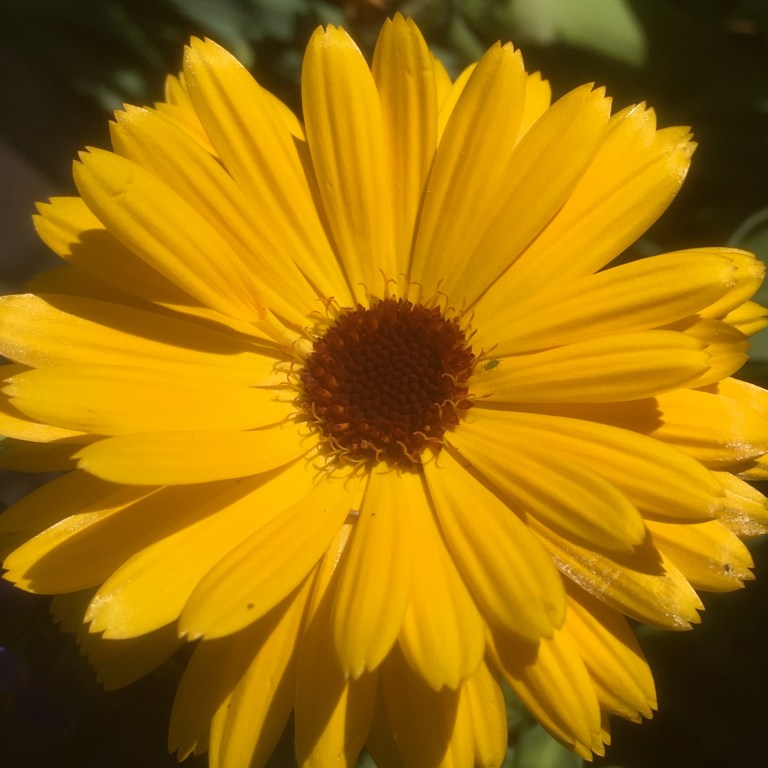 A photo of a yellow flower