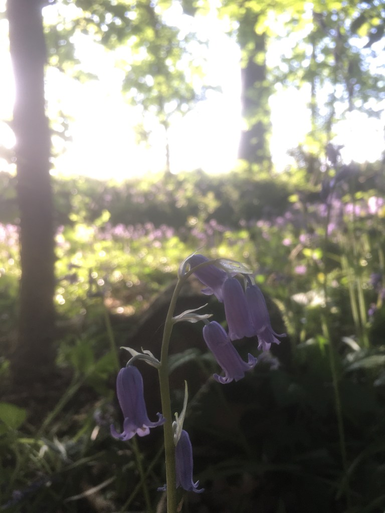 A photo of bluebells against a sunlit background 