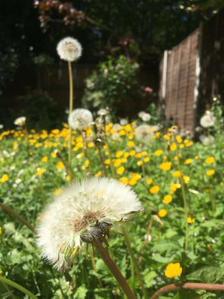 A photo of dandelions and buttercups in grass 