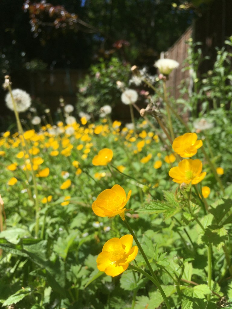 A photo of dandelions and buttercups in grass