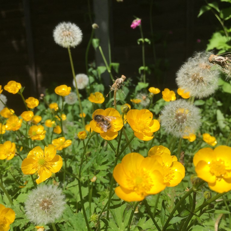 A photo of a bee on a buttercup