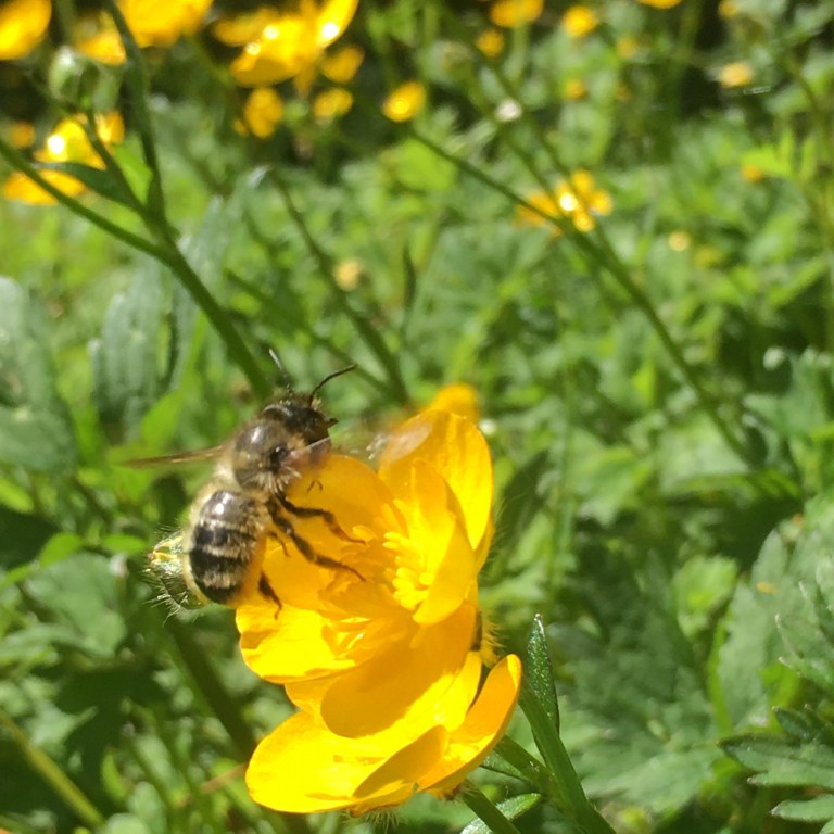 A photo of a bee on a buttercup