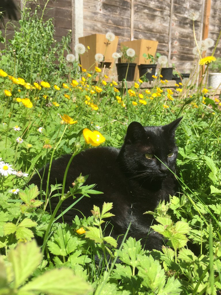A photo of a cat in a garden meadow 