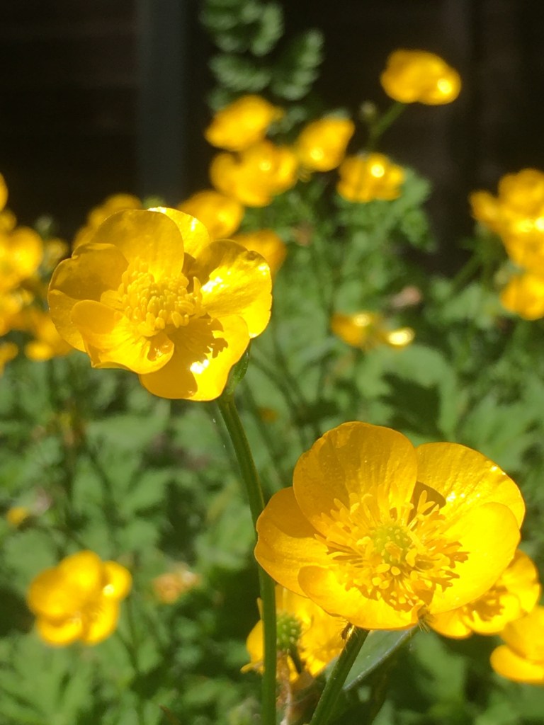 A close up photo of buttercups