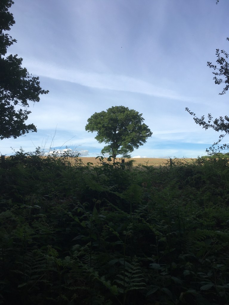 A photo of a leafy oak tree on a ridge in a golden  meadow 