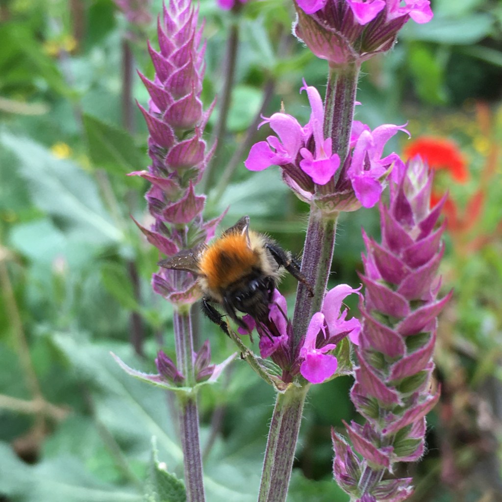 A photo of a bee feeding on small pink flowers