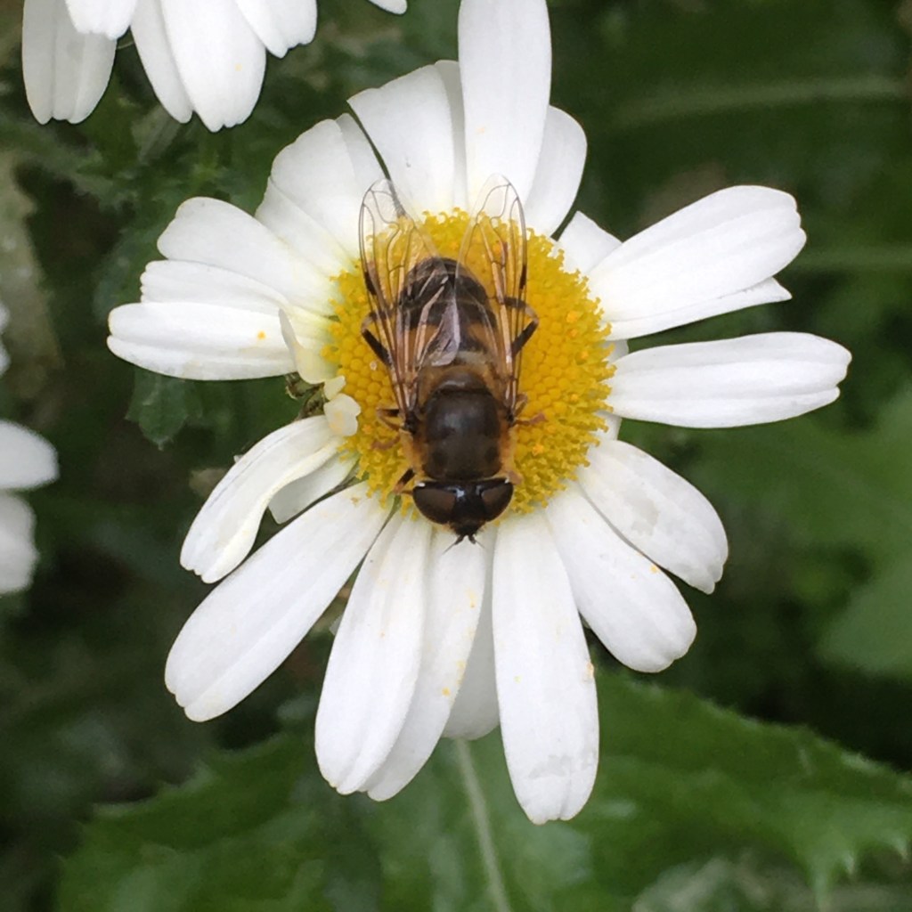 A photo of a hover fly on an oxeye daisy