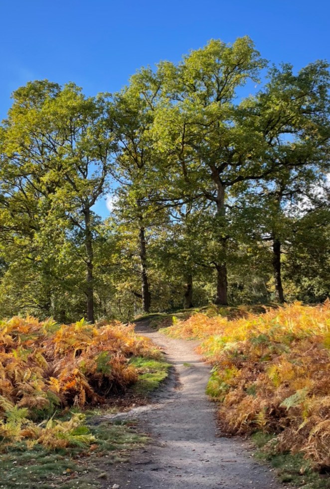 A path through browning bracken towards a copse of trees on a small burial mound. The sky above is a bright clear blue.