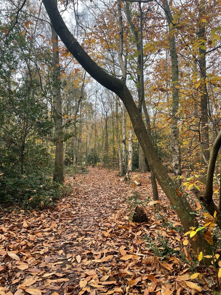 A path through woodland covered in bronzed leaves. A tree leans out at an angle over the path from the right hand side.