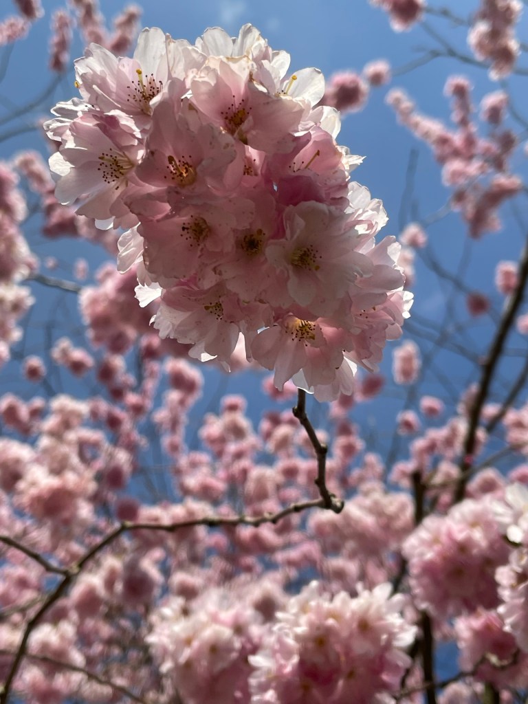 Pink cherry blossom against a deep blue clear sky.