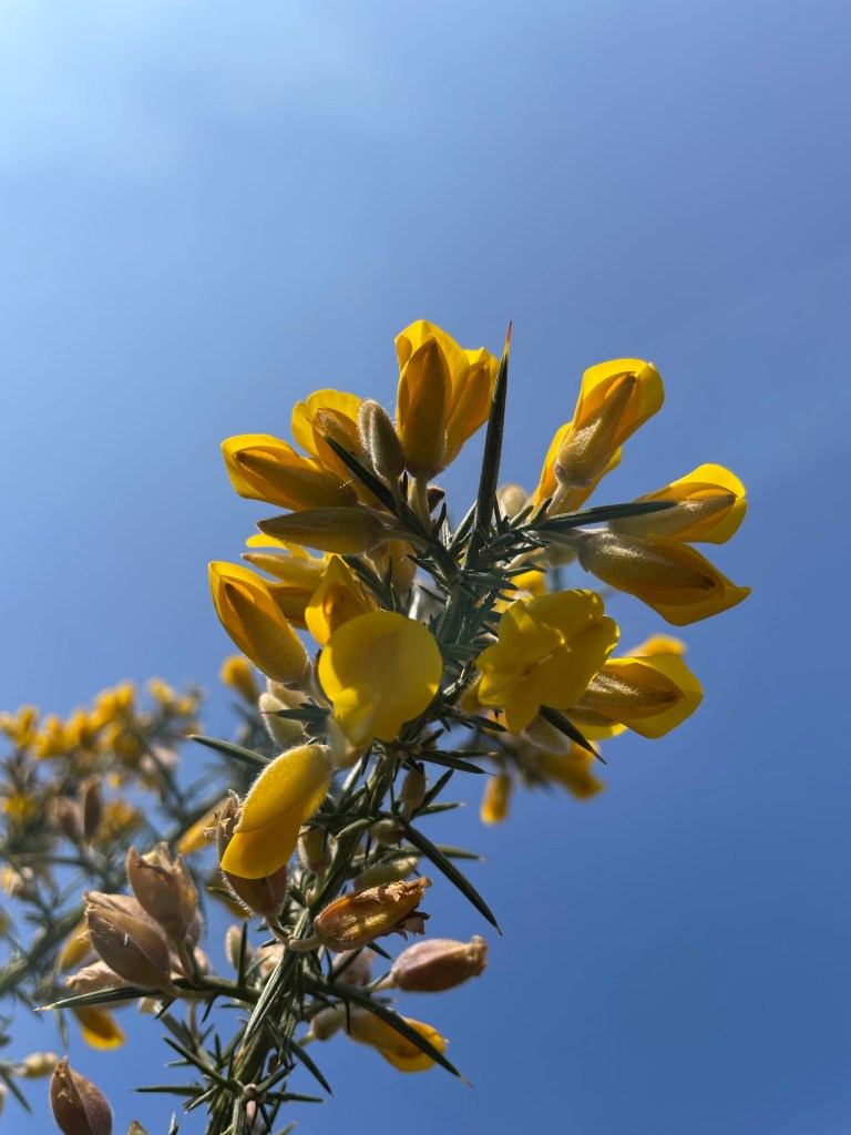 Yellow gorse flowers against a deep blue clear sky.